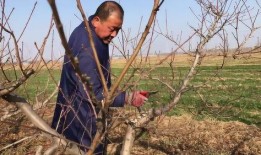 桃树修剪技术视频,视频教程精华概述